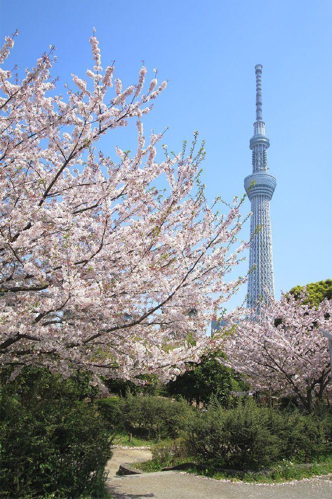 日本东京-「东京投资公寓」朝日向島マンション